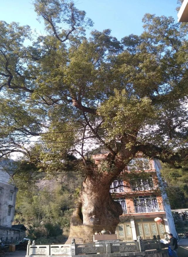 温州乐清900多岁的“树王”，长这样