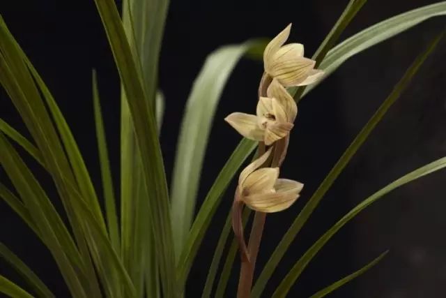 兰花常见病虫害的防治与分享,兰花的病虫害怎么处理最好