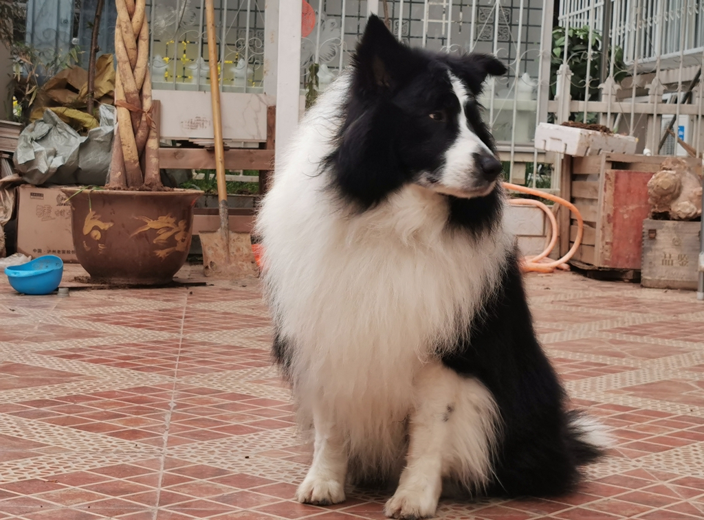 狗狗丢失找回技巧,狗狗丢失后如何尽快找回