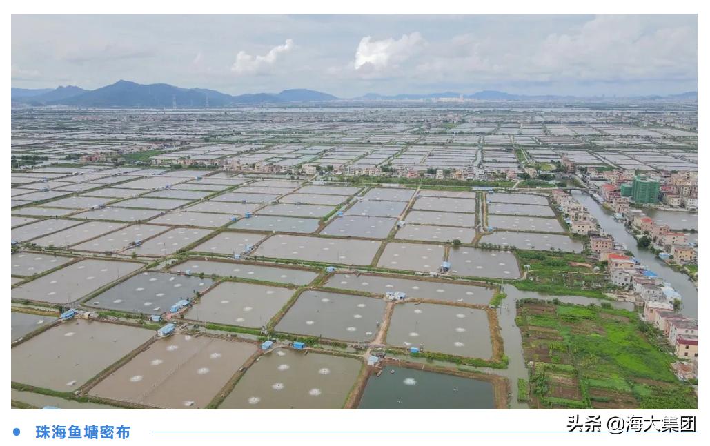 海大反刍饲料质量如何,海大对虾饲料质量怎么样