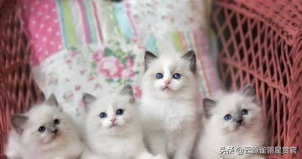 行走的人民币布偶猫,最贵的猫品种排名布偶猫