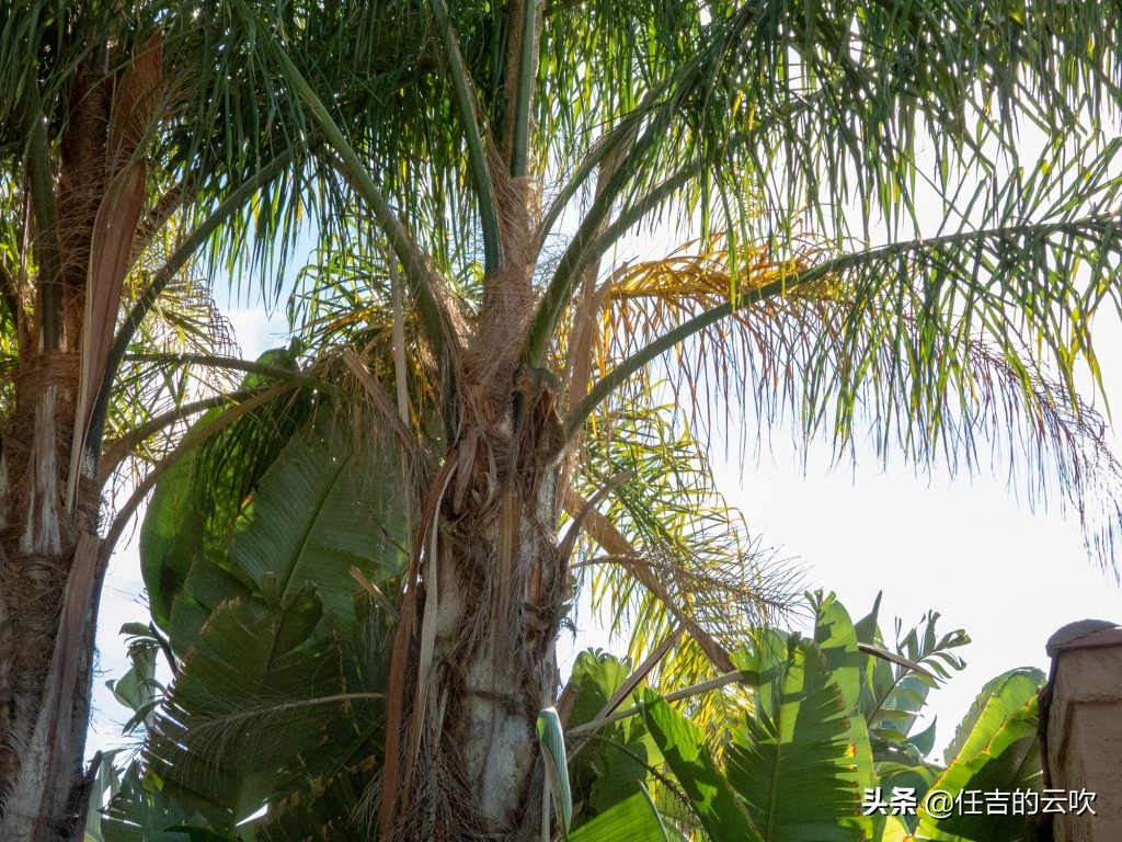 尼康p1000的详细操作 (尼康p1000的缺点)