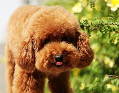 饲养泰迪犬记住7件事一生受益,养泰迪犬的6个变化你中了几个