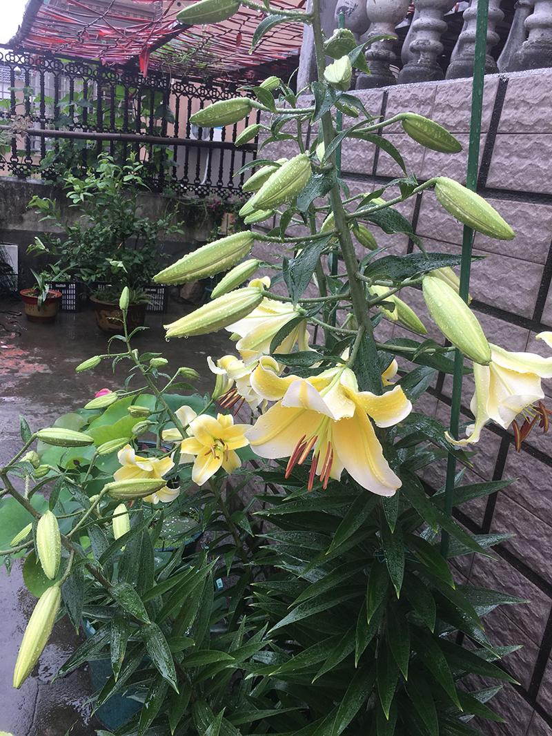 百合花叶子发皱卷曲是什么原因,百合花开花后发黄快速补救方法