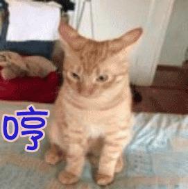 福懋宠物医院深圳,猫咪大块掉毛是猫癣快好了吗