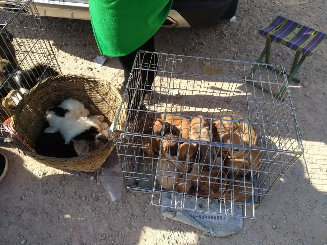 狗市里可爱的小狗,狗市可爱小土狗