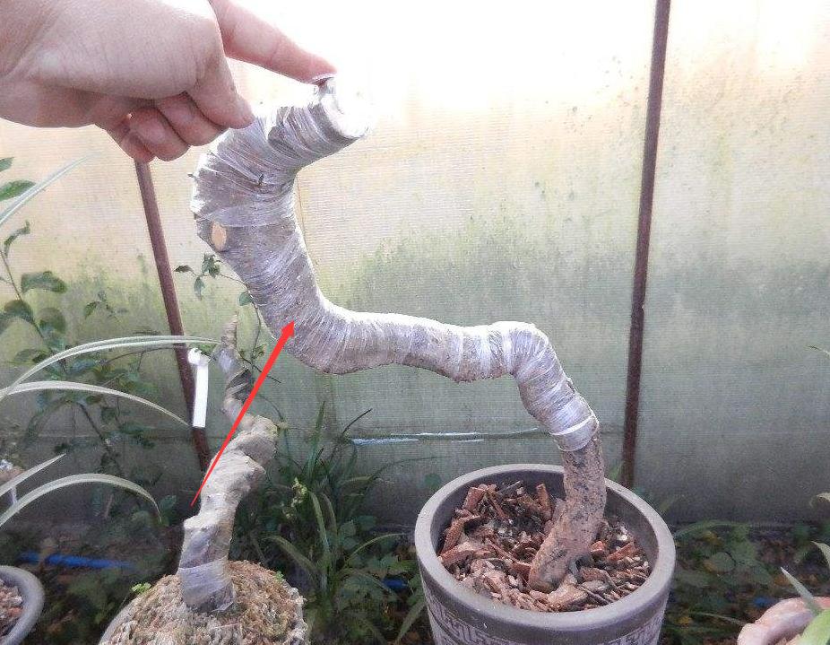 金弹子生桩好成活吗,金弹子生桩回芽后重新缠膜