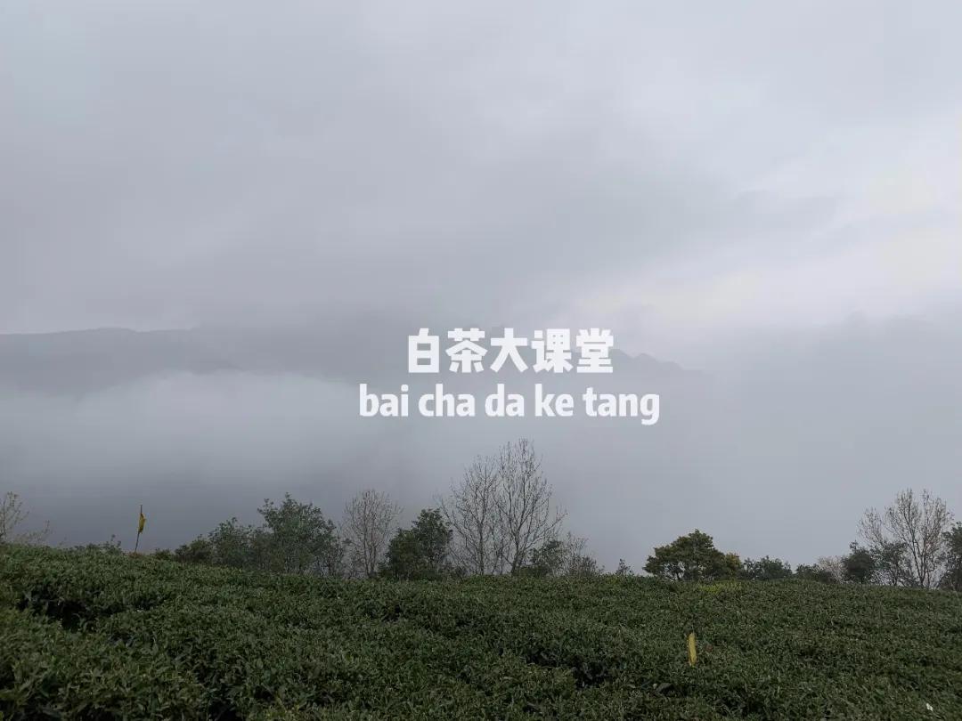 老白茶为什么是红汤,白茶汤色呈淡红