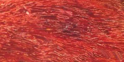 国标红木29种高清图,29种国标红木排名及价格