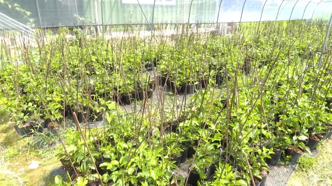 长泰：发展新主张企业逆势而上