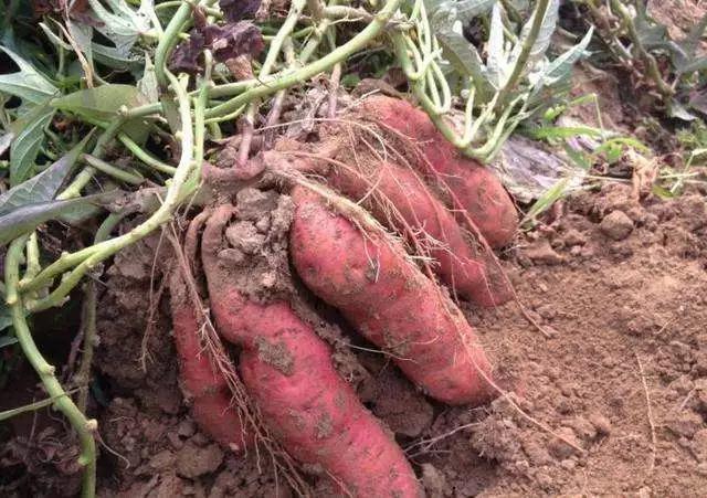 红薯怎么样种植才能提高产量,如何提高红薯的产量