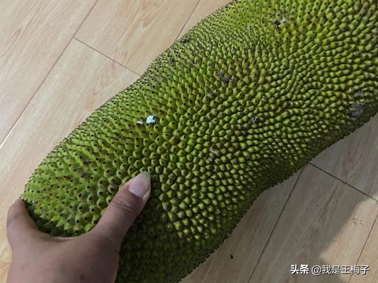 北方人有没有见过菠萝蜜,北方人没见过海南菠萝蜜