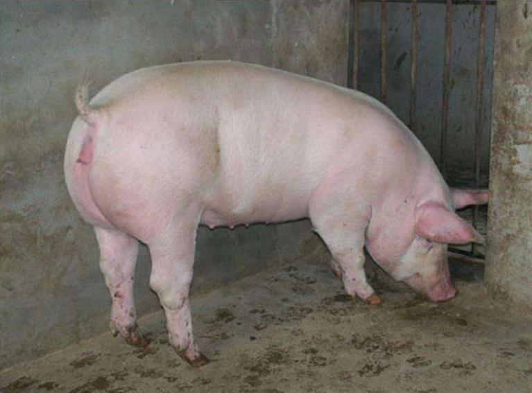 有的母猪发情不排粘液是什么原因？如何解决