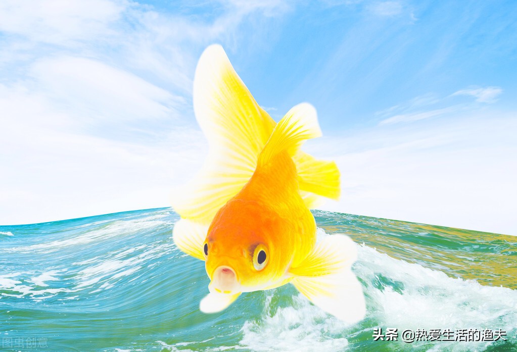 金鱼与锦鲤哪个好养一点,养金鱼是锦鲤好还是草金鱼好