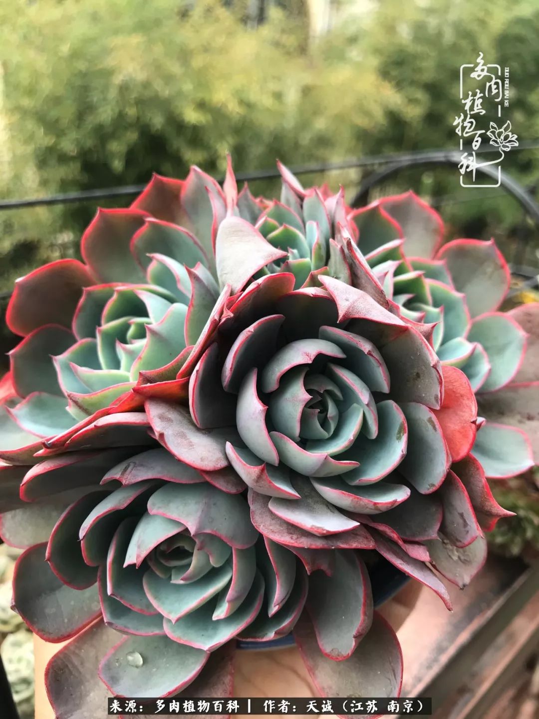 鍙拱瀵圭殑涓嶄拱璐电殑灏忔牱,鍙拱瀵圭殑涓嶄拱璐电殑鍥剧墖灞曠ず