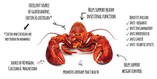 社创案例|变身环保塑料：小龙虾壳的“善终”