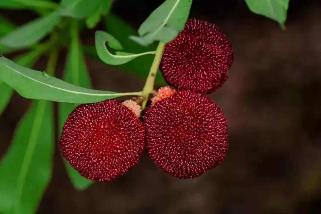 四季应季水果蔬菜,一年四季的时令蔬菜水果