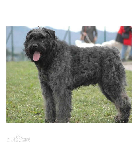 宠物狗大全免费观看,什么狗最好养又听话又聪明大型犬