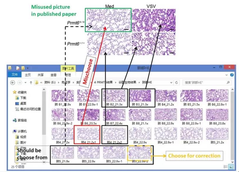 曹雪涛论文事件最新进展,曹雪涛论文是真的吗