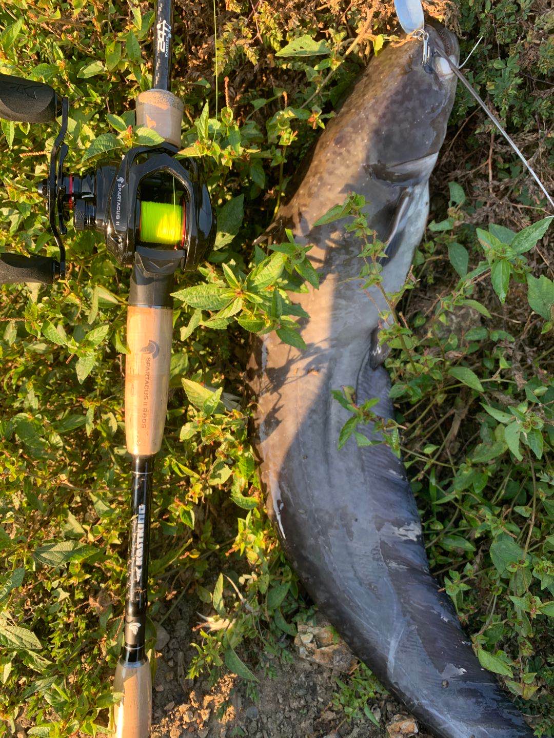 钓鲶鱼如何选择钓位的一些技巧,野钓鲶鱼怎么选择钓点呢
