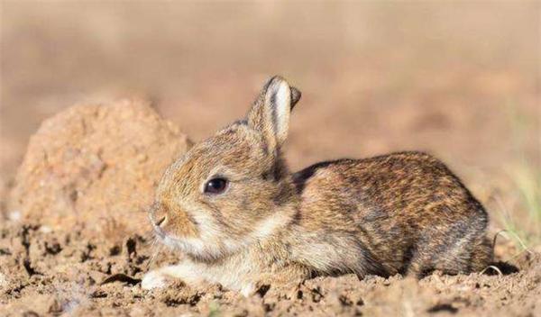 为解决澳洲泛滥成灾的兔子,直接出动轰炸机,四川人:暴殄天物