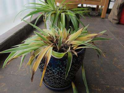 吊兰叶子冻死了还能活吗,吊兰被冻死了怎么办