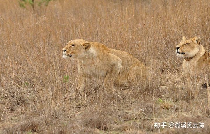 有哪些容易被认错的动物,容易被欺负的动物有哪些