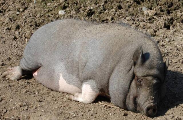 母猪养肥的正确方法,空怀母猪的饲养管理的常规流程