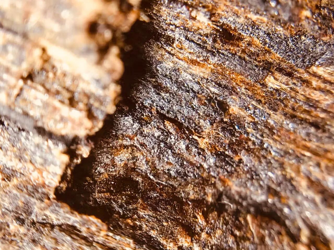 惠安系越南沉香,老惠安和大叻沉香区别