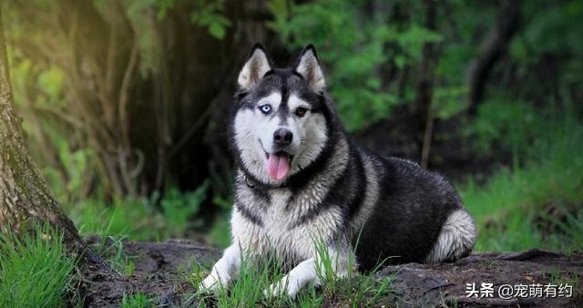 哈士奇不只是拆家他还拆狗,哈士奇不光拆家还会拆车