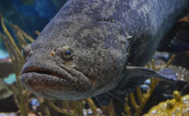 钓鱼五年都没钓上过石斑鱼？用鲜虾这样钓，下竿就上大石斑