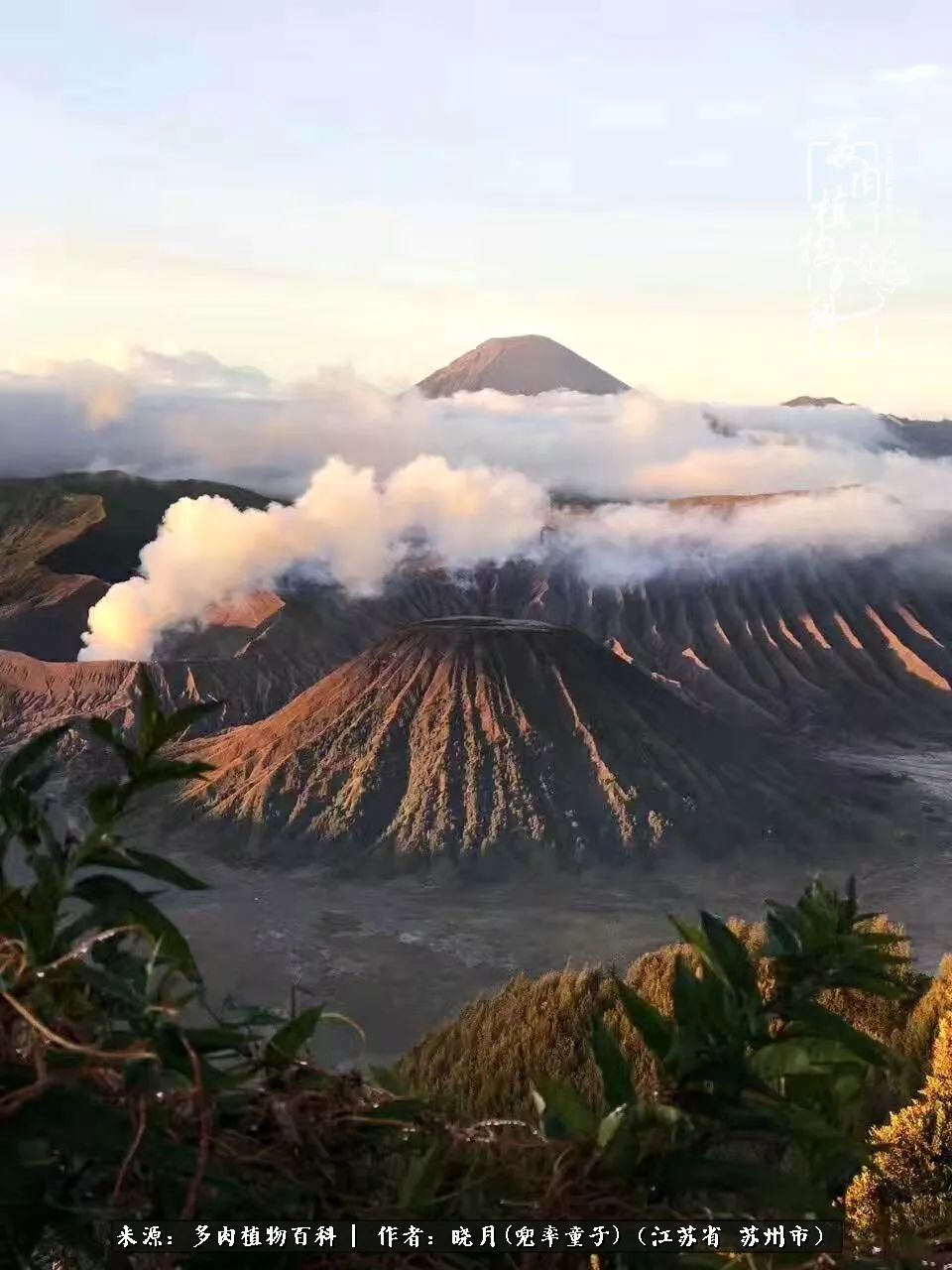 六年时间环游22个国家,却被多肉小萌物征服