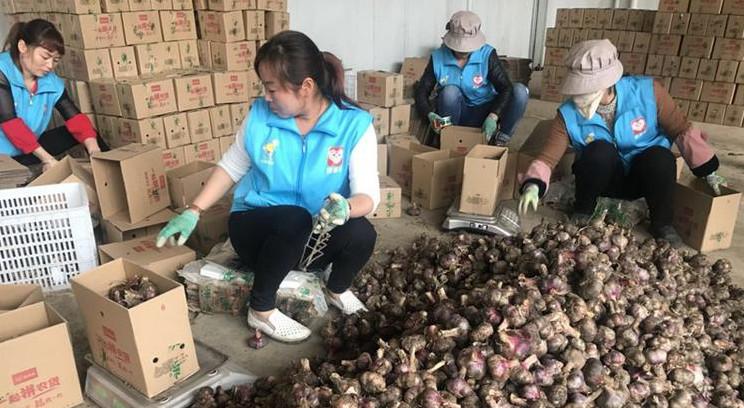 拼多多蒜1元5斤,拼多多里的大蒜价格