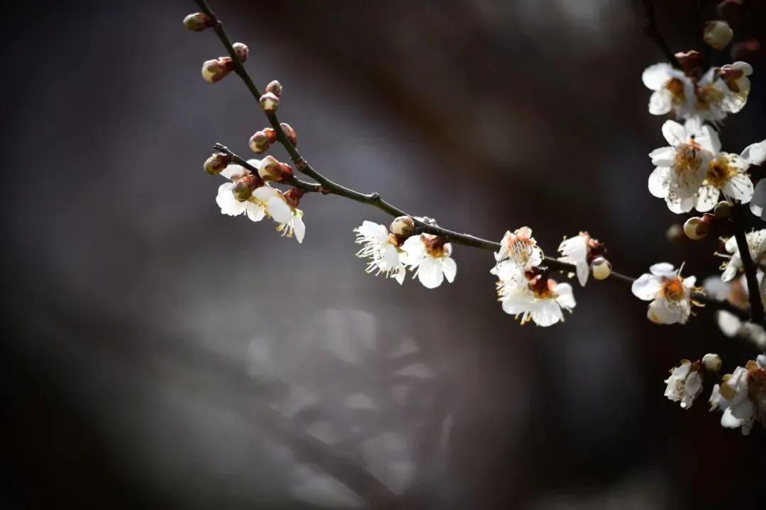 拍梅花技术的技巧和方法,拍梅花的最佳方法