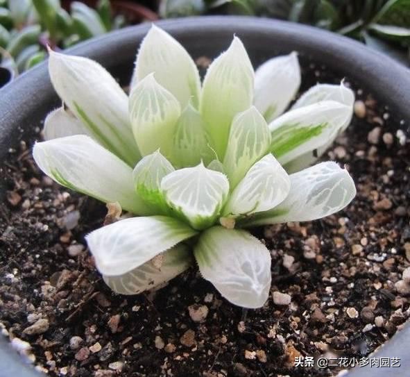 365种·常见花卉图谱，观果和多肉植物收藏篇