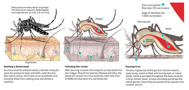 令你深恶痛绝的蚊子，也不过是病毒的傀儡