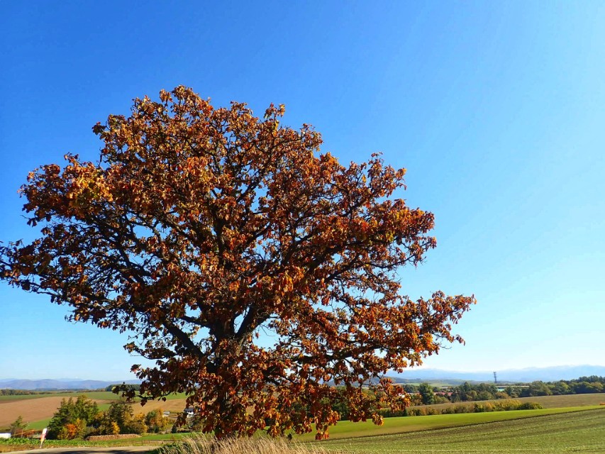 日本从南到北旅游路线,从南游到北