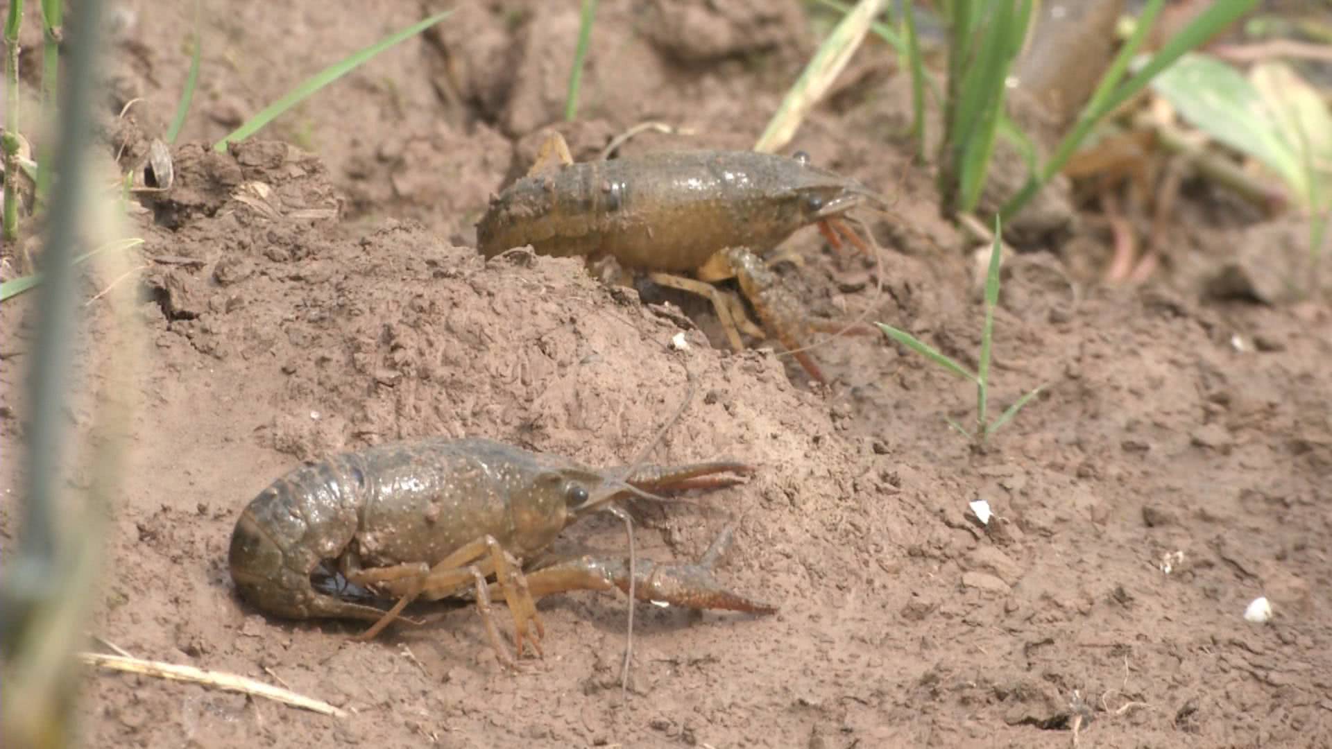 养虾一个月出现空肠死虾怎么回事,虾池出现整条死虾是什么原因