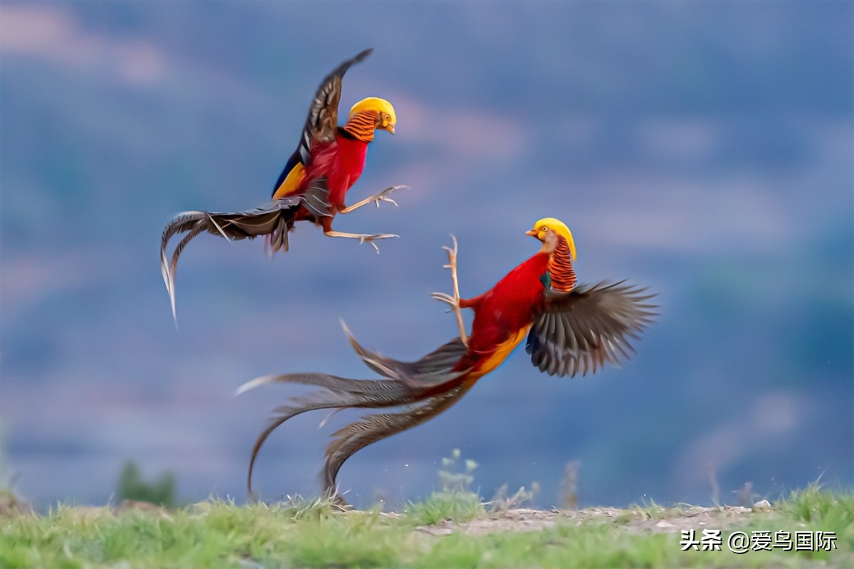 观鸟大年影片,观鸟大年在线观看
