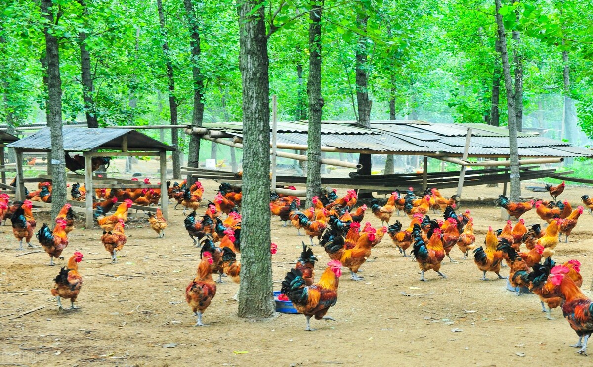 鸡感冒吃土霉素好还是阿莫西林,鸡感冒流鼻涕有咕噜声喂什么药