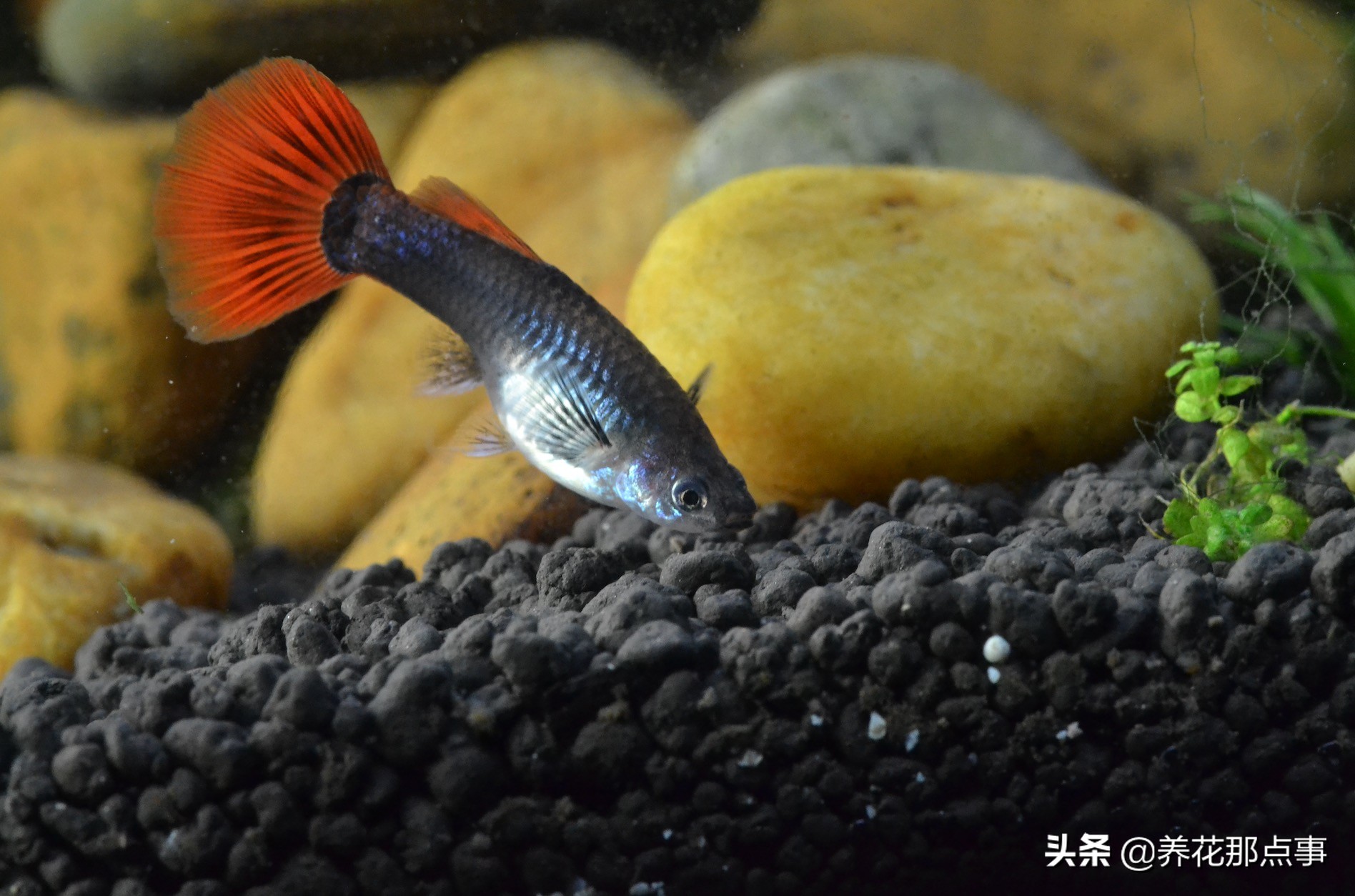 热带鱼好养新手入门推荐大缸,热带鱼最好养活又漂亮