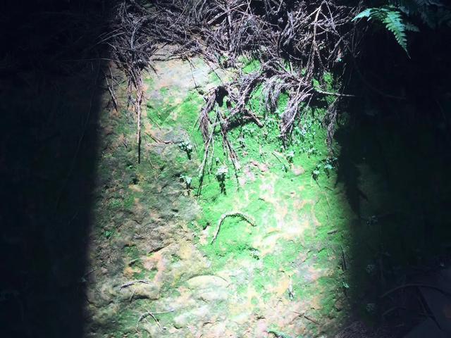 半个重庆人的感受,重庆游玩四面山到哪里玩