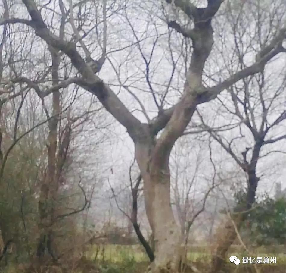 巢湖往事回忆,巢湖小时候的故事