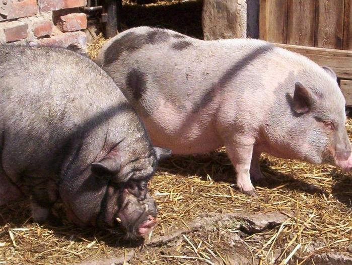 母猪不发情有什么方法能解决？这些好用的方法可以收藏一下