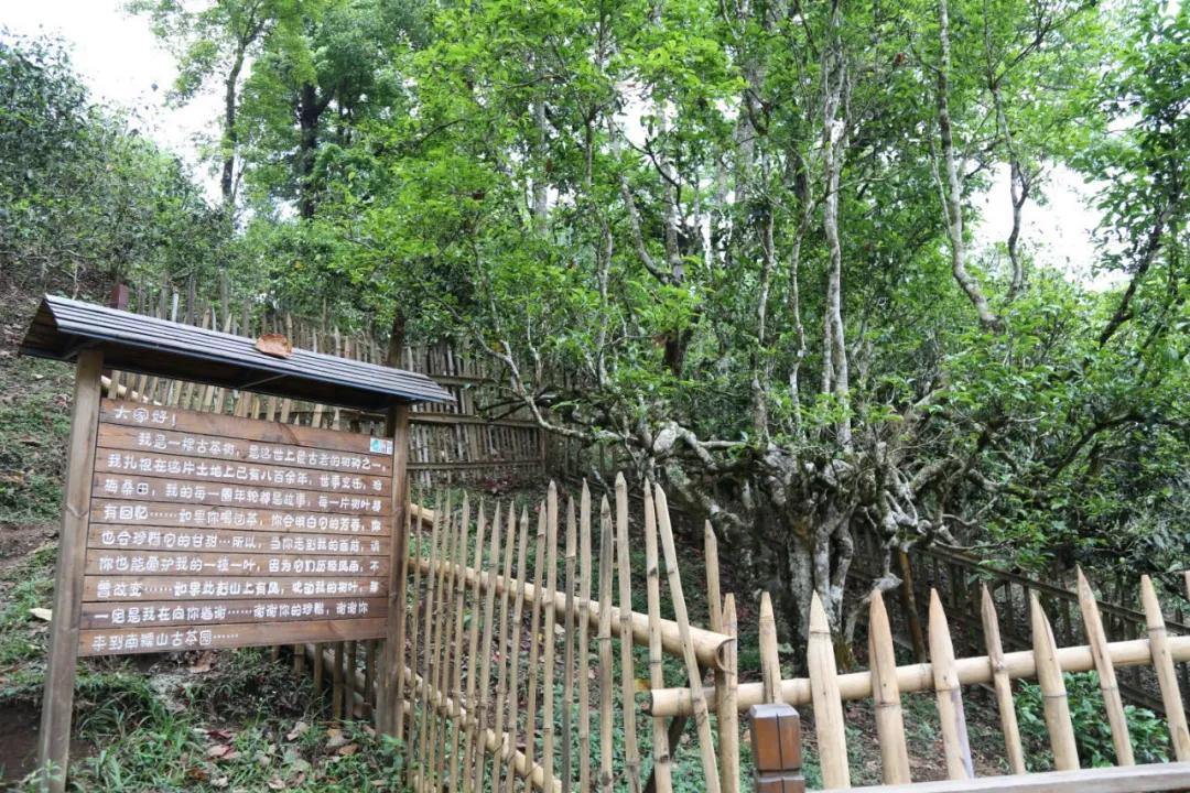 「茗边聚焦七彩云南·庆沣祥系列报道之③」浅谈百山百味