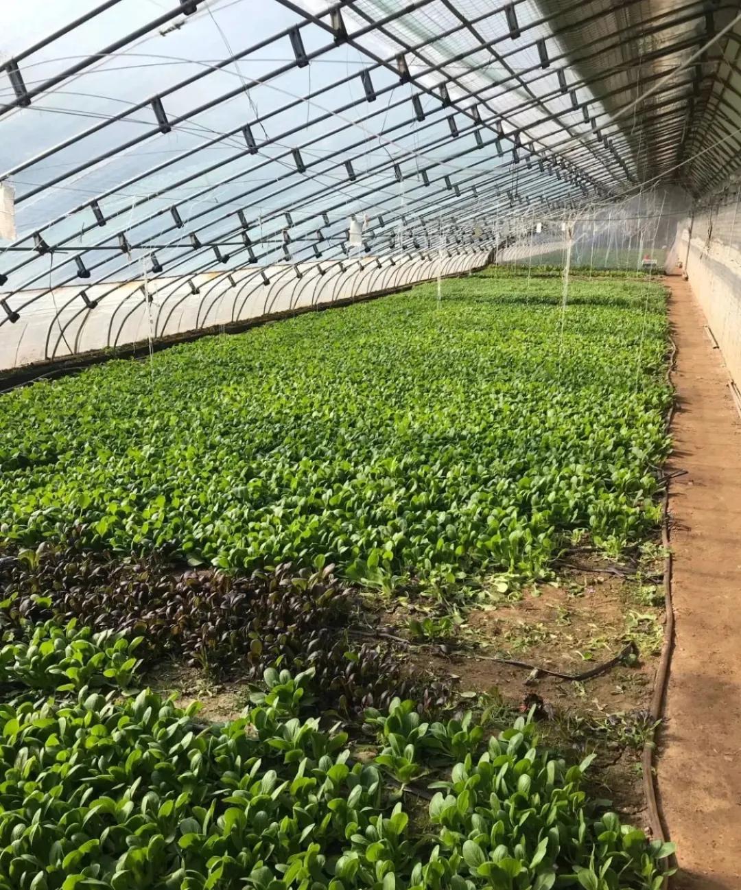 一个不出郑州的踏青好去处,天津春游公园推荐