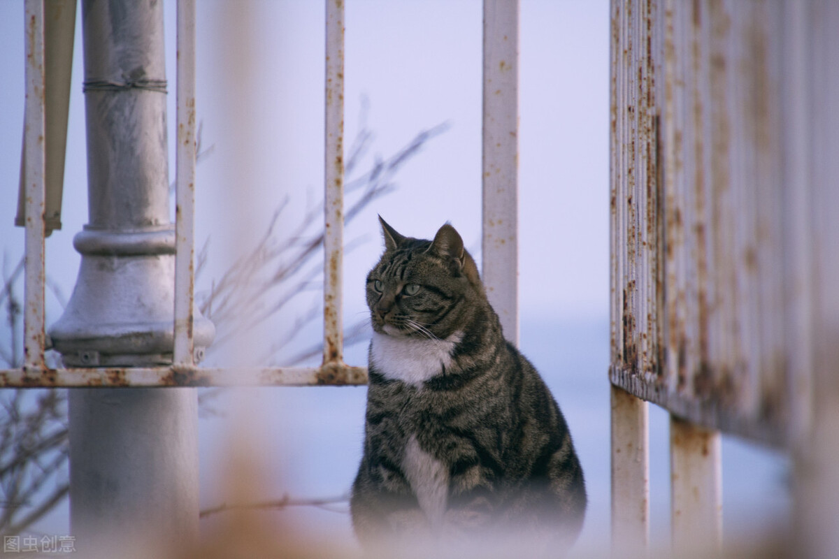 猫咪尿闭在家怎么解决,猫咪尿闭症用啥药效果快