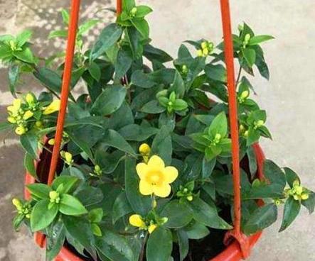 香水茉莉花换盆教程,刚买回来法国香水花上盆