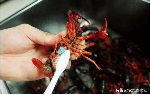 小龙虾怎么清洗最简单的方法,清洗小龙虾的简单正确方法