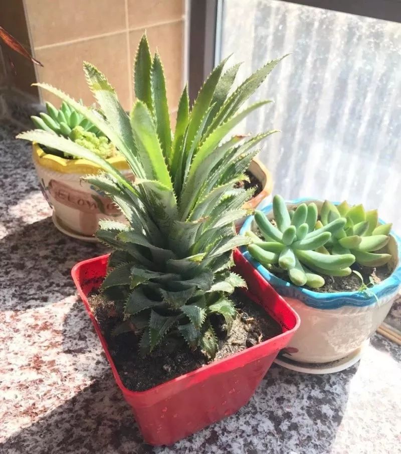 玉米棒子插水里，7天冒出小森林